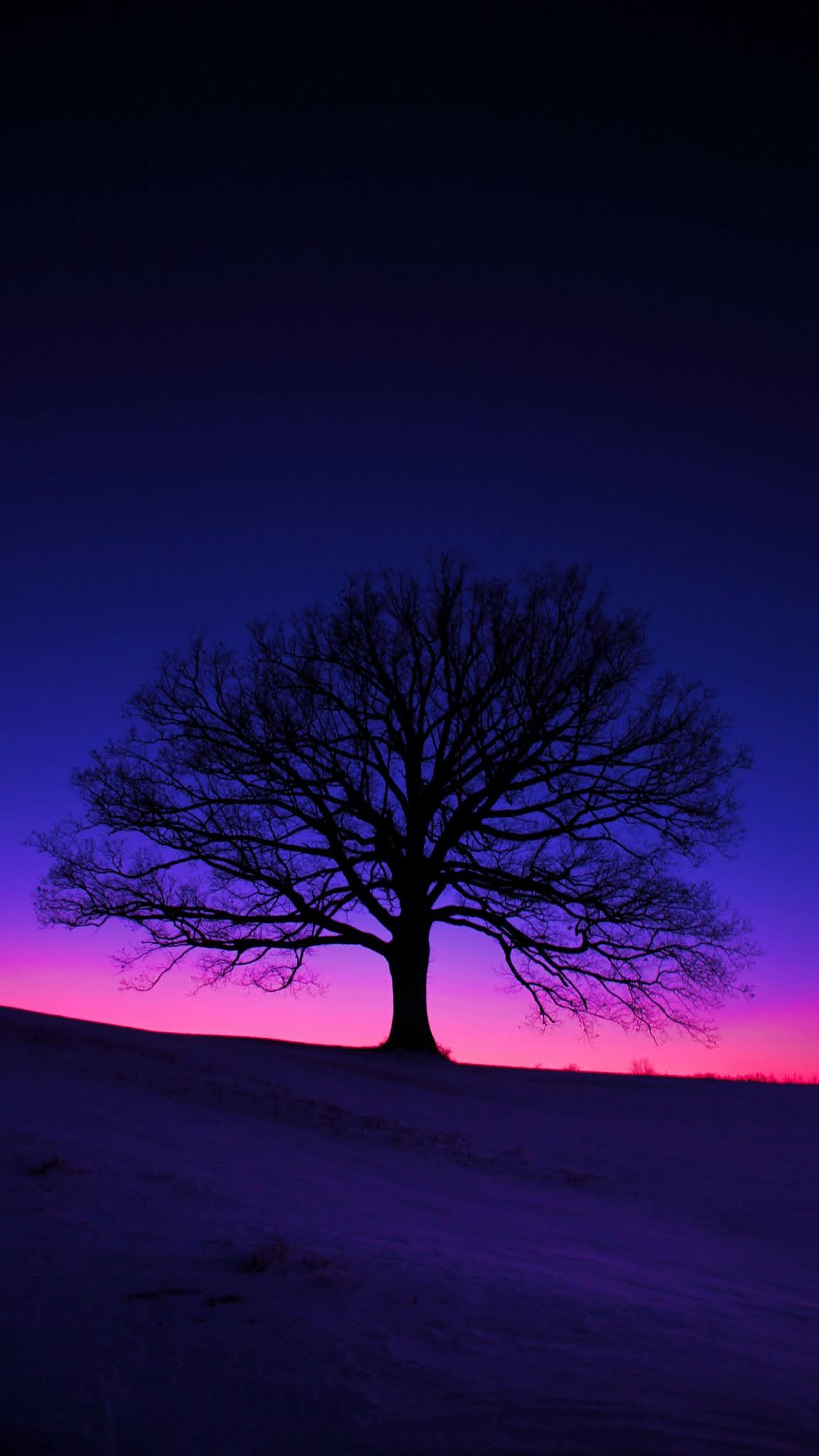 tree silhouette evening time mobile wallpaper - HD Mobile Walls
