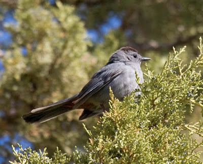 Photo of Gray Catbird in juniper