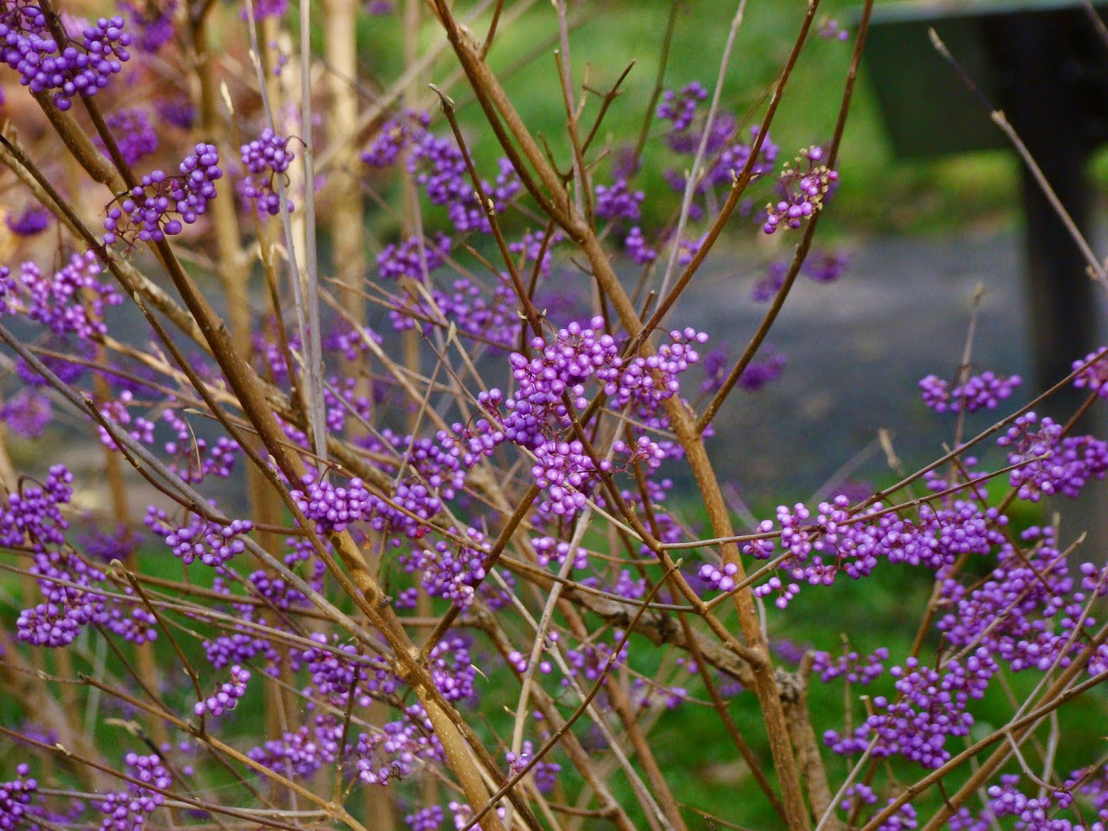 Krzew O Fioletowych Kwiatach Uprawiany Dla Olejku Eterycznego OAZA ZIELENI: Pięknotka Bodiniera - niezwykły krzew o intensywnie