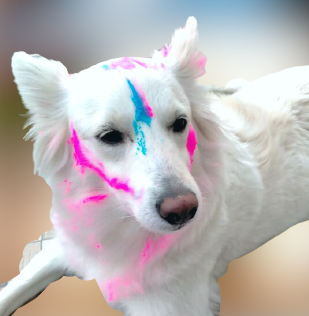 Cute white color dog image on Indian holi festival