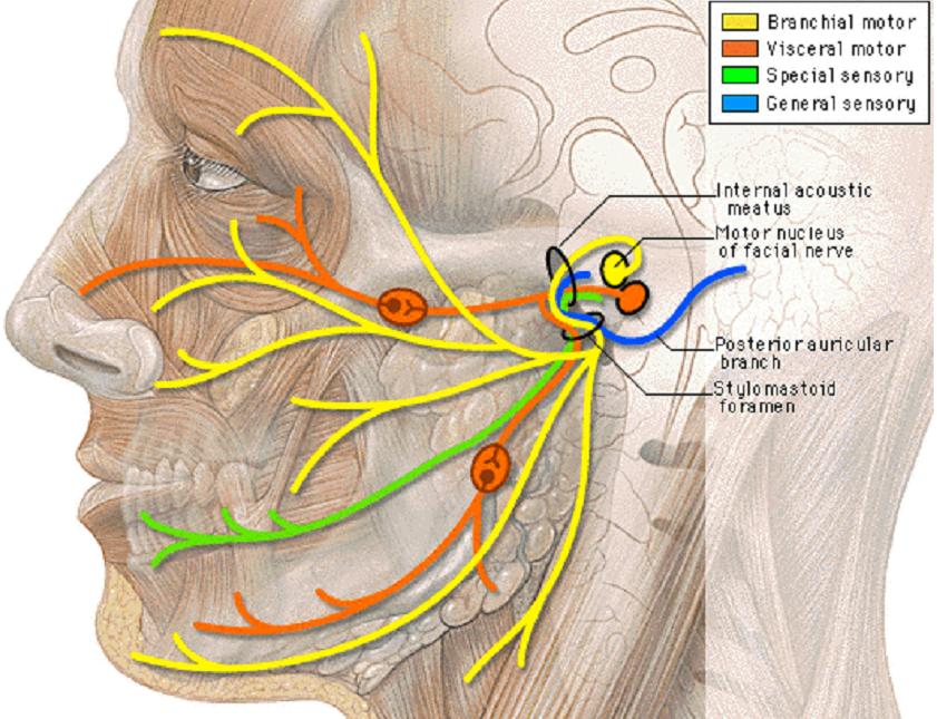 Facial nerve pain from