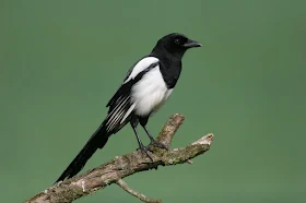 urraca, picaraza, garsa, pica pica, Urraca de León, Alfonso I el batallador urraca, picaraza, garsa, pica pica, Urraca de León, Alfonso I el batallador