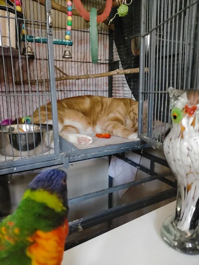 Cat likes to sleep in the bird cage occupied by a bird