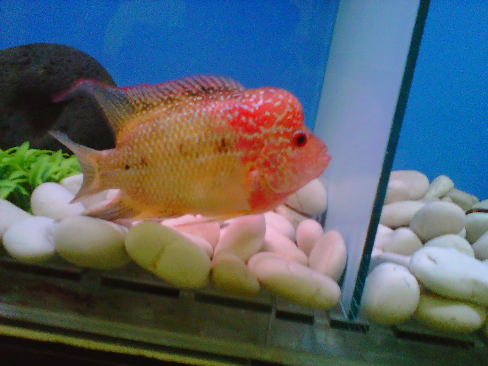 dasar emas ikan louhan dasar emas ikan louhan