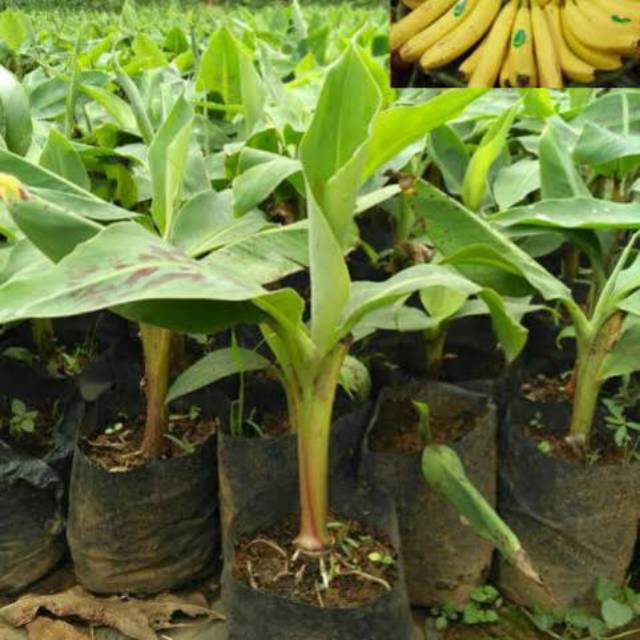 jual bibit buah pisang cavendish asli terlaris harga bersahabat Kalipuro
