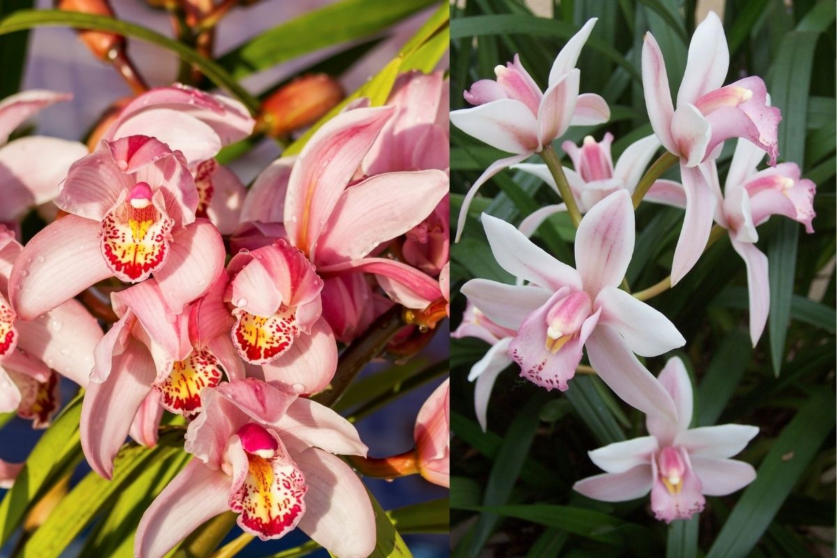 Cymbidiums Orchid Plant Kingdom What You Need To Expand Effectively