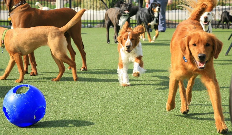 Get The Best Dog Day Care And An Amazing Work Place In Houston Altogether