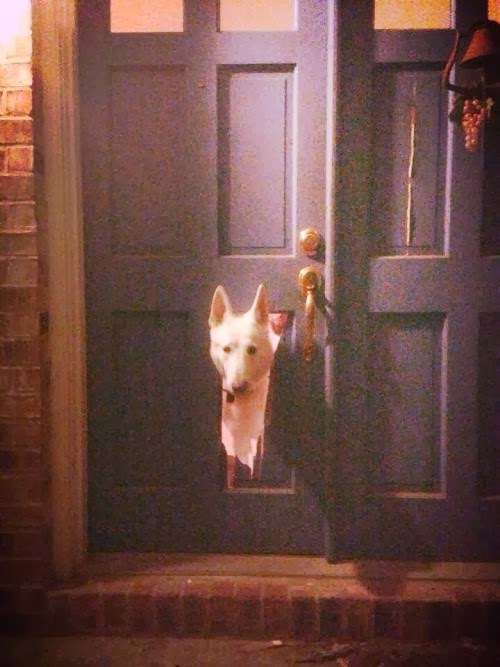 Dog Videos dogs, funny dog, pet, catsDog Videos Funny Animal