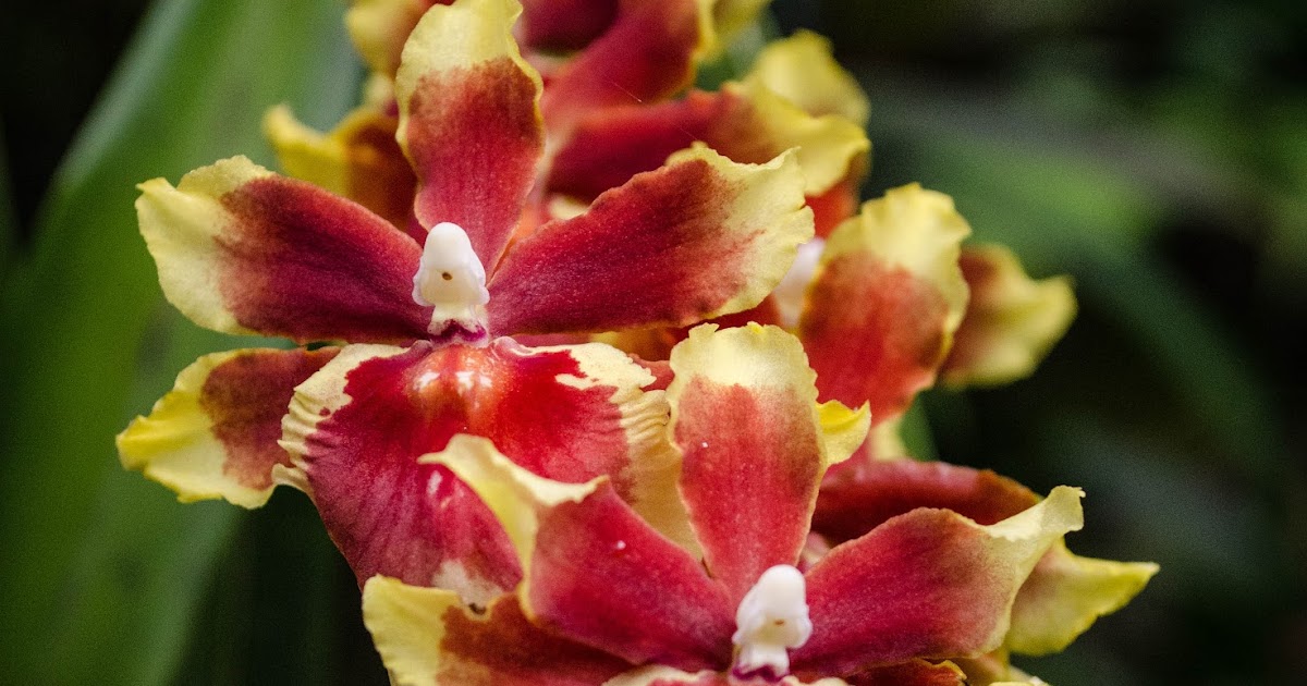 The Orchids of the Hawaiian Tropical Botanical Garden