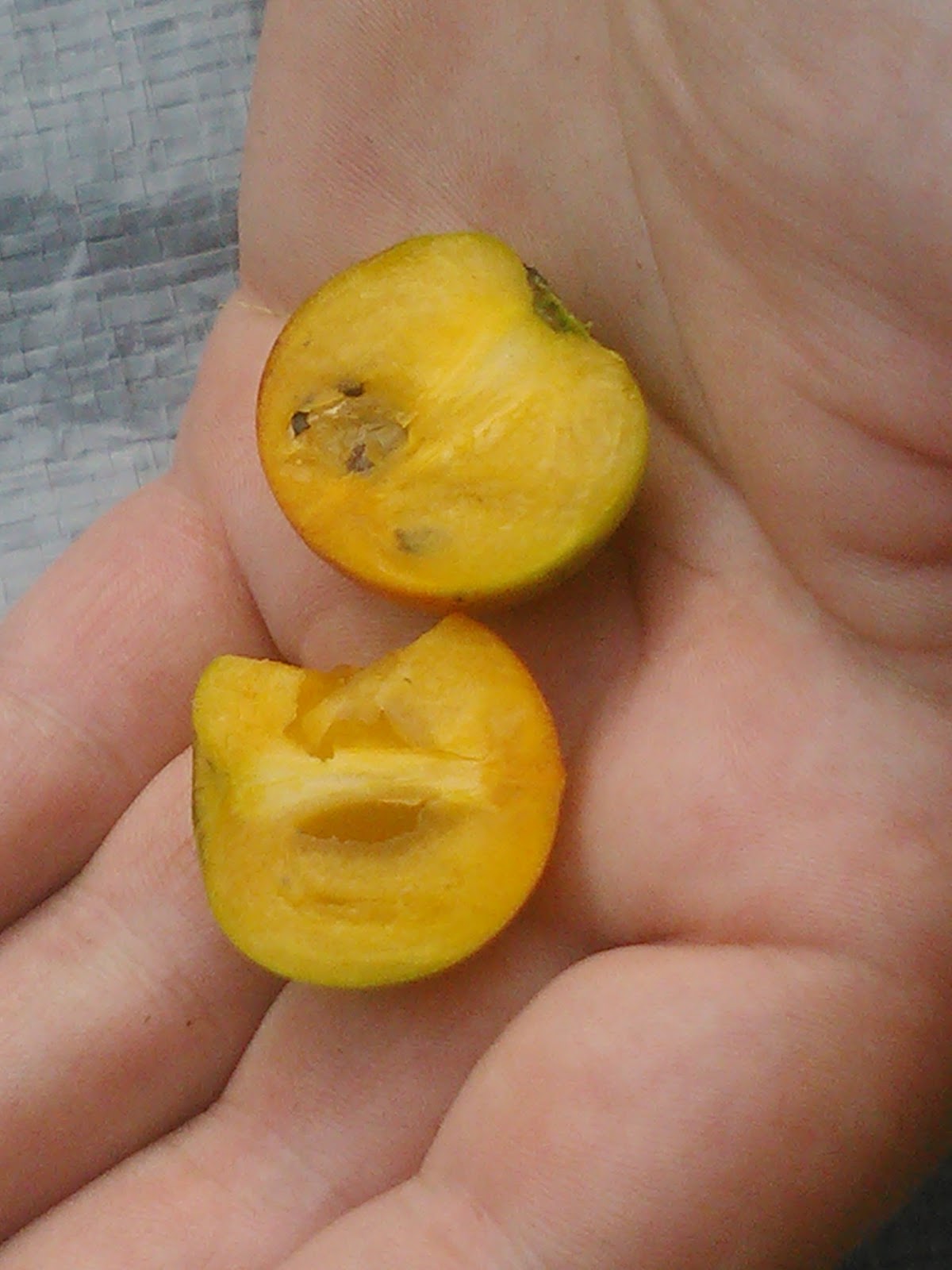 Legend of the Persimmon Seed Uncharted Heritage