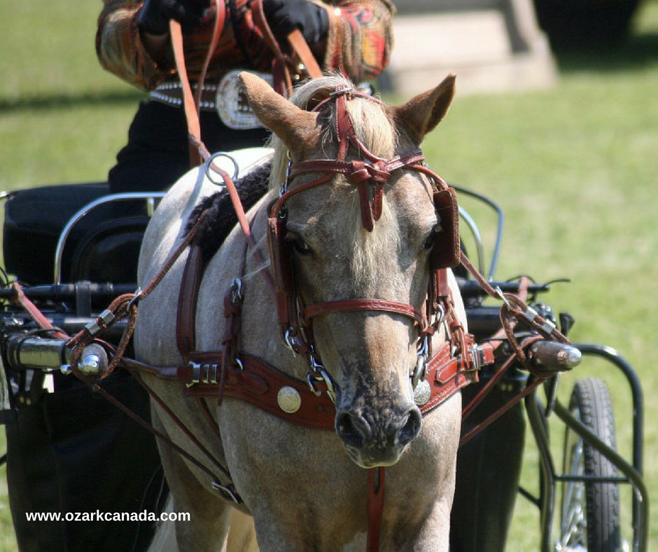 My Miniature Horse Obsession Harness Cleaning and Maintenance