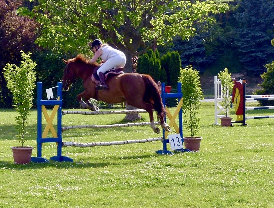 JUMPING DRESSAGE EVENTING