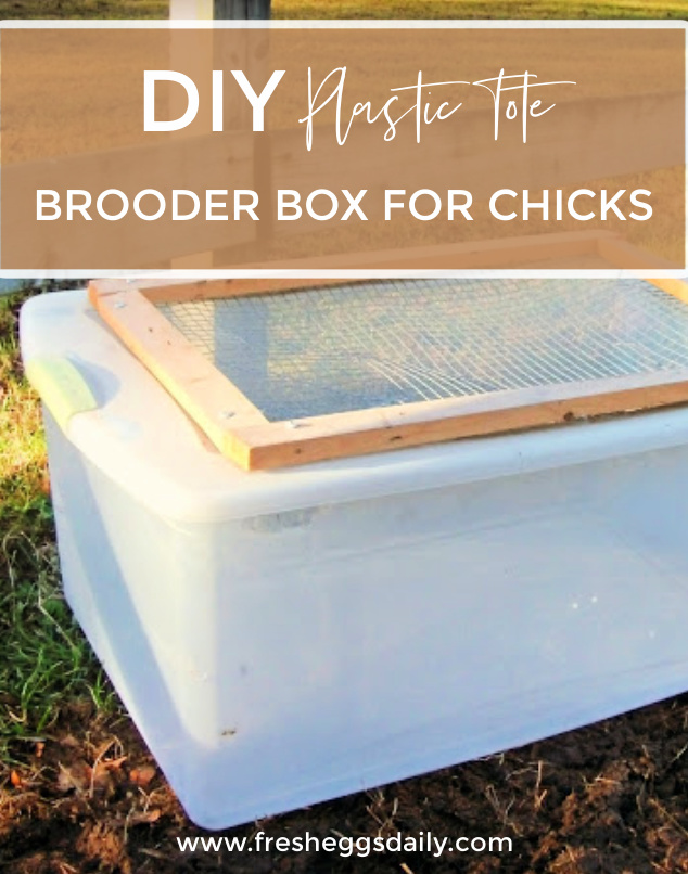 How to Make Cute Disposable Food Containers - The Farm Chicks