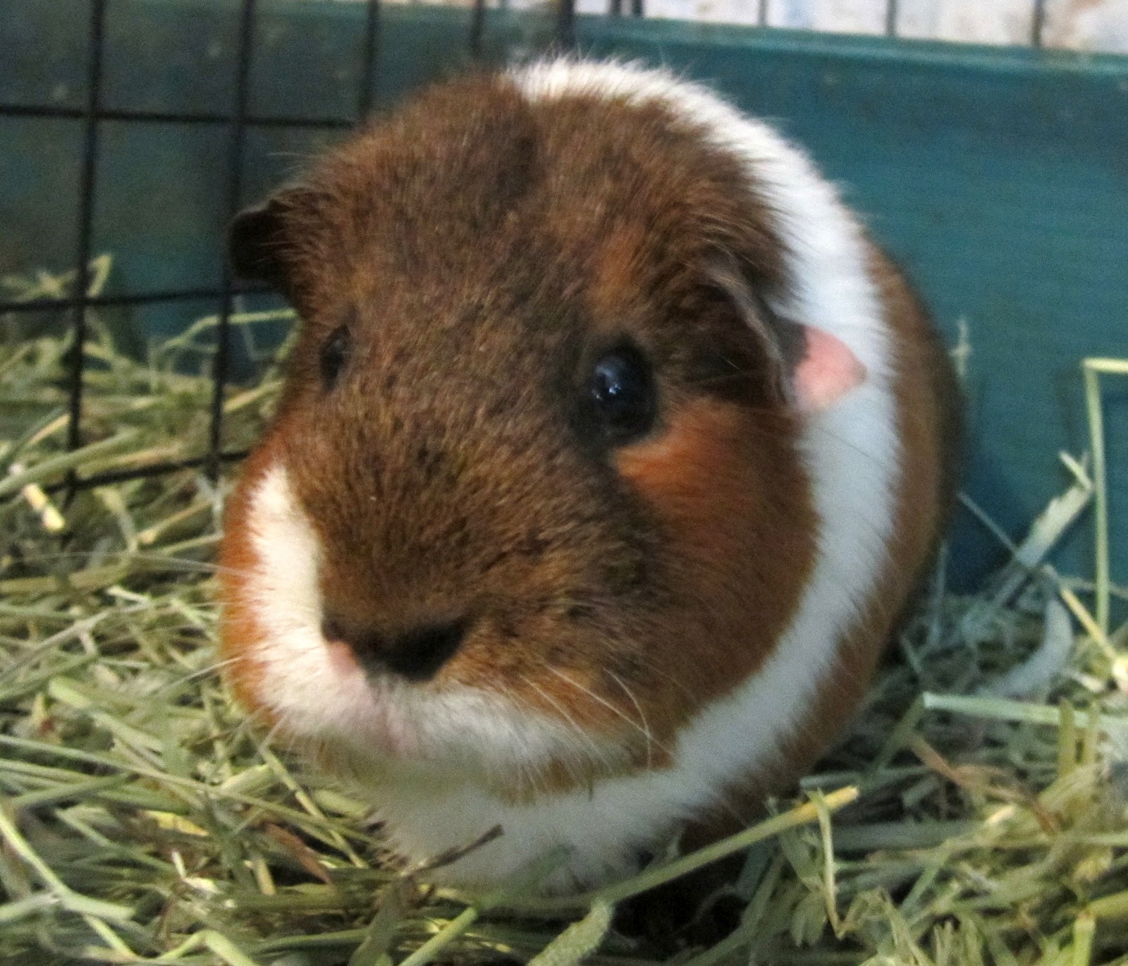 SAGP MAY'S GUINEA PIG OF THE MONTHChocolate Eclair!