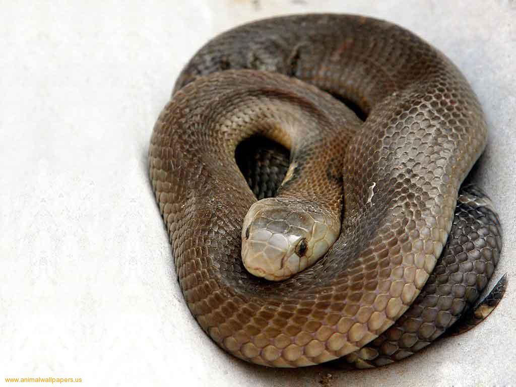 Amazing Black Mamba Snake Black mamba Facts, Photos