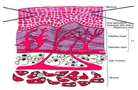  Schematic diagram of the oral mucosa