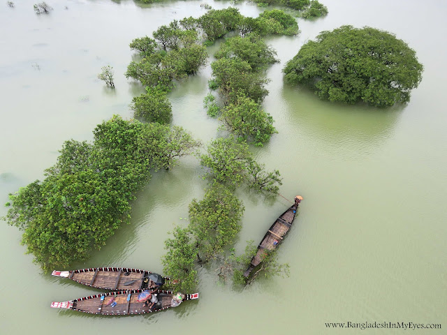 Ratargul Swamp Forest from watchtower