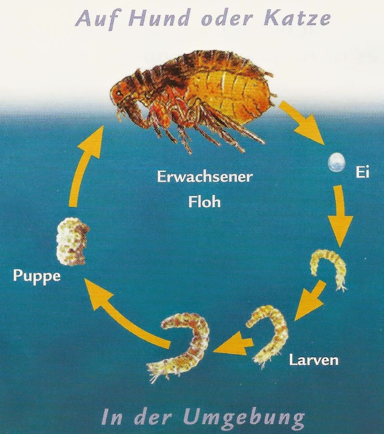 Wie Groß Ist Ein Floh Tierarztpraxis Gusborn - Dr. Reinhard Goy: Hilfe! Flöhe!