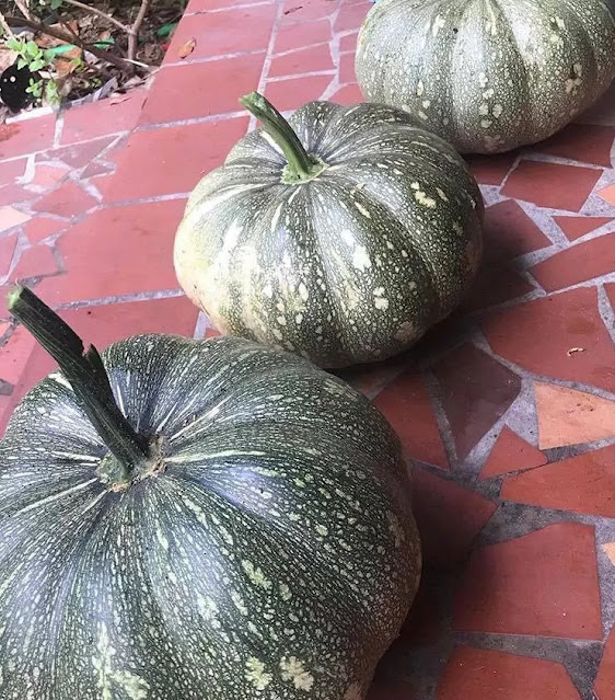pumpkins from amy medina garden