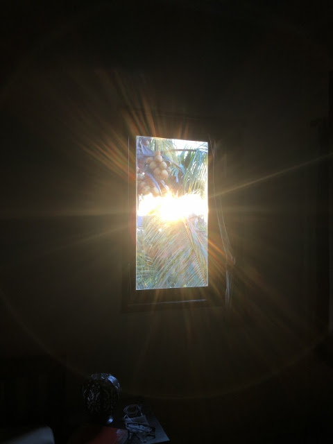 窓から後光さす椰子の木