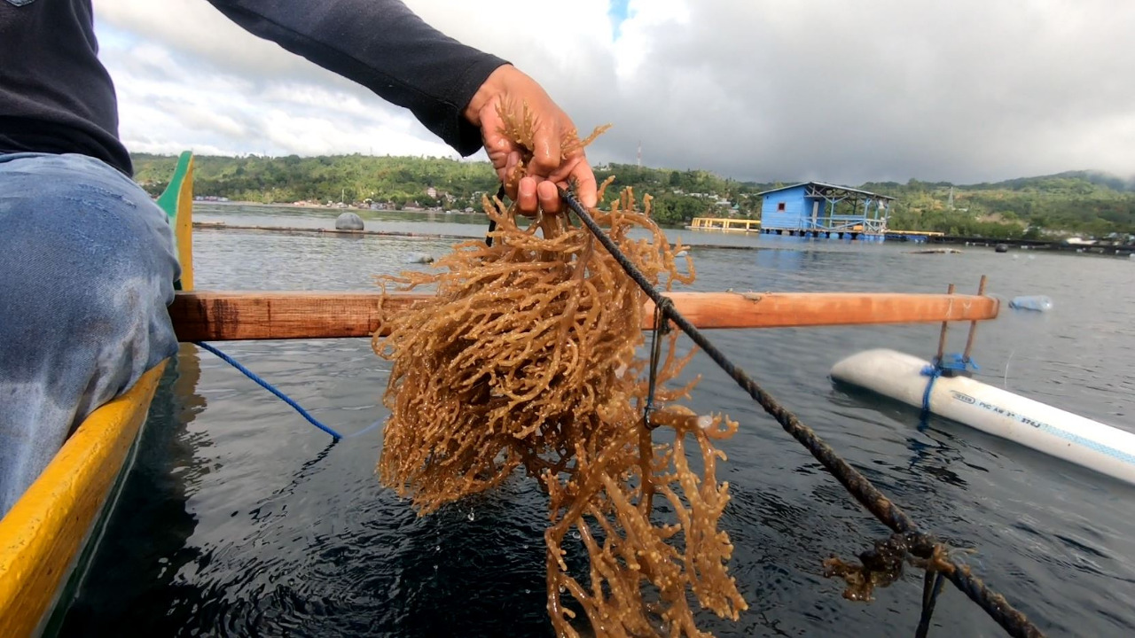 KKP Optimalkan Budidaya Rumput Laut Kultur Jaringan