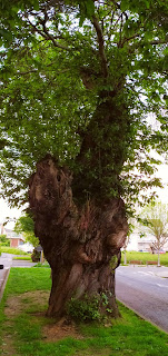 ARBOLES  CENTENARIOS