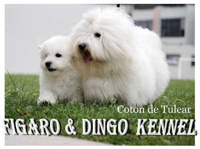 coton_de_tulear_puppies