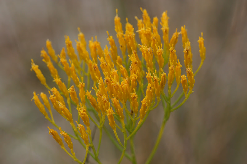 Native Florida Wildflowers Nuttal's Rayless Goldenrod Bigelowia