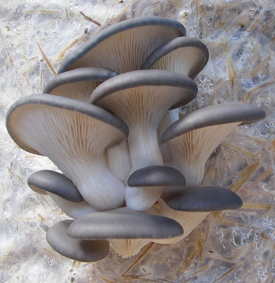 Mushroom farming training in Pune