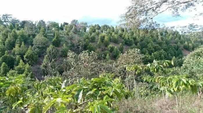 Tidak Ditemukan Kebun Kurma Milik Jamaah Islamiyah di Tanggamus Lampung Seperti Disebutkan Densus 88