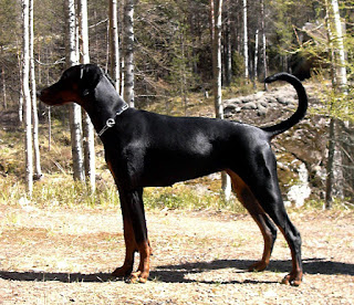 Köpek (Canis lupus familiaris). Resimde görünen köpek ırkı doberman.