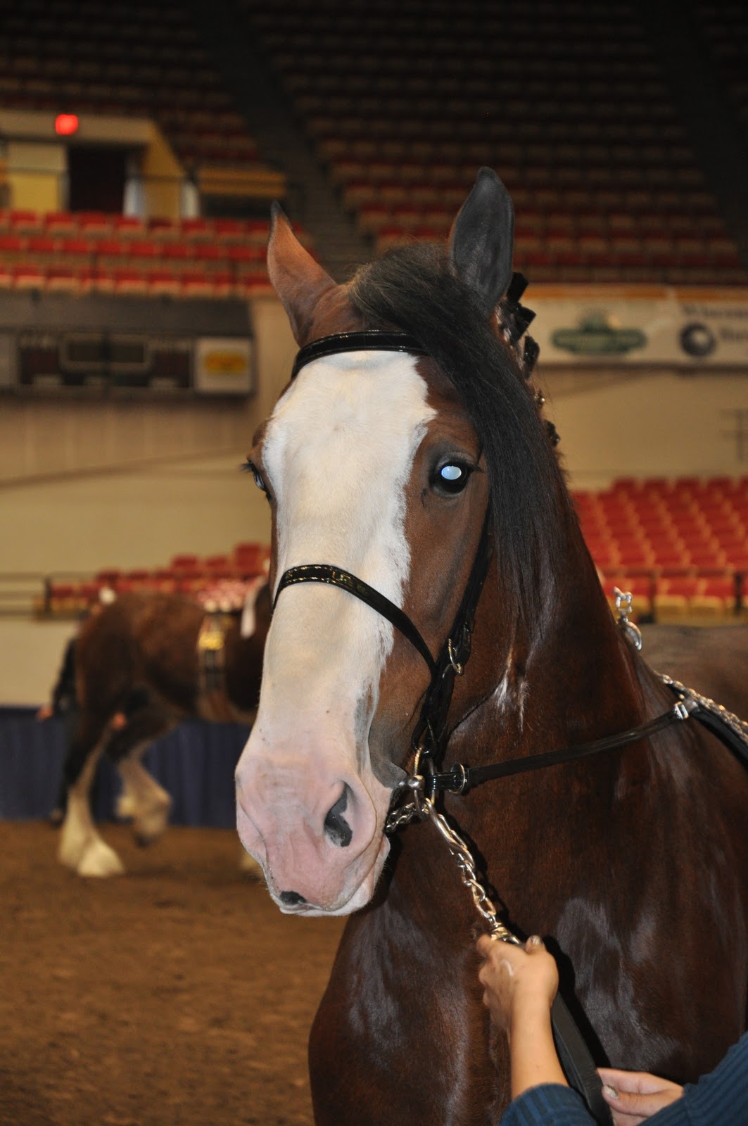 World Clydesdale Show Stallion Halter Classes are underway at WCS
