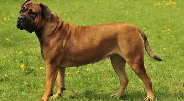 Boerboel Dog Breed Info: Price, Characteristics, Aggressiveness & Facts