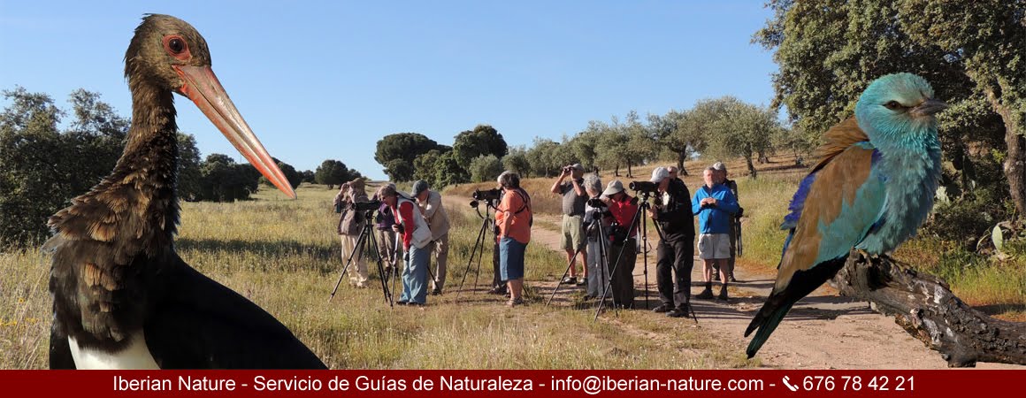 Iberian Nature - Servicio de guías de naturaleza. Birding in Extremadura