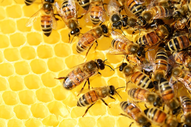 honey-bees-wax.jpg