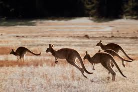 Encyclopedia: Kangaroo Running