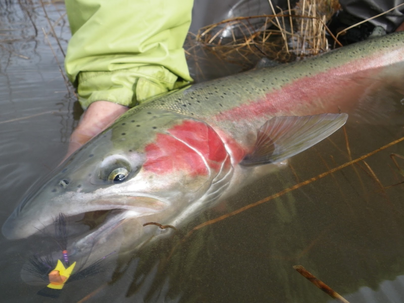 DRY LINE STEELHEAD OREGON The Journey To Surface Steelhead Obsession