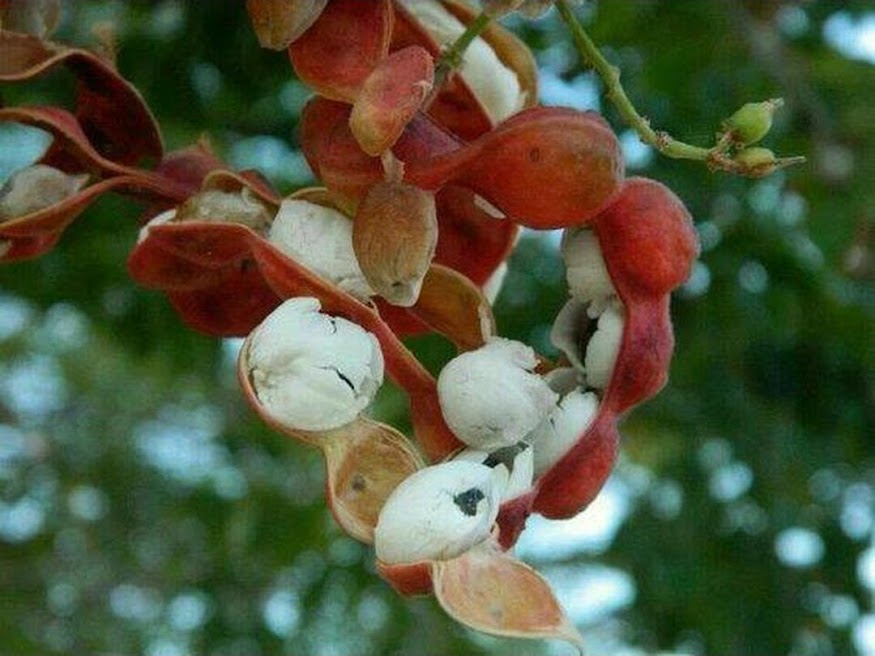 biji benih buah asem londo asam belanda buah putih 10 biji Sumatra Selatan