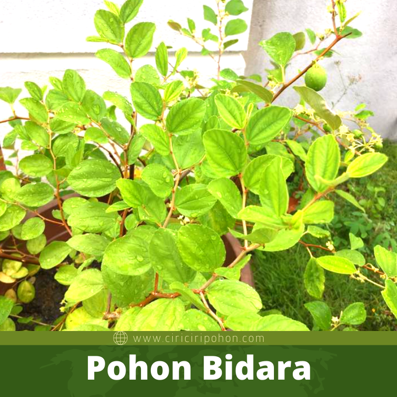 Bibit Pohon Bidara