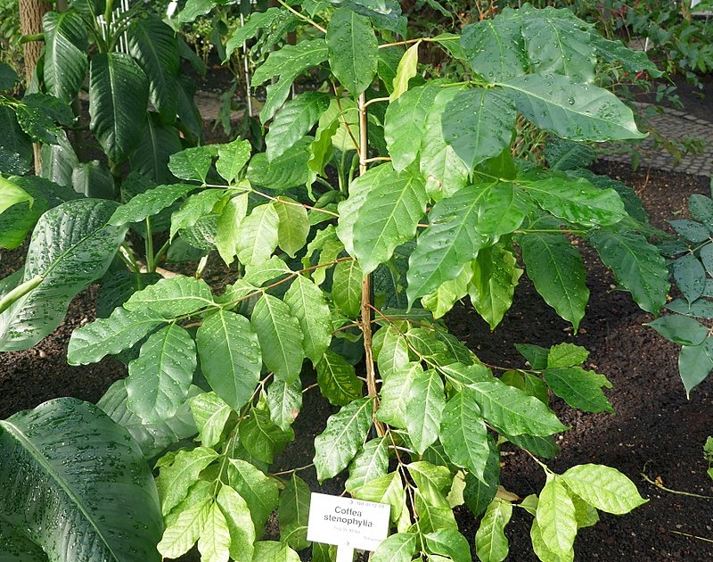 狹葉咖啡(Coffea stenophylla):咖啡的未來?