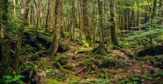 10 Ekosistem Hutan Hujan Tropis