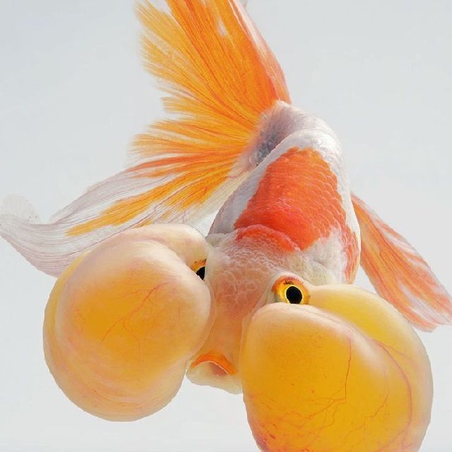 Ikan Mas Koki Bubble Eye