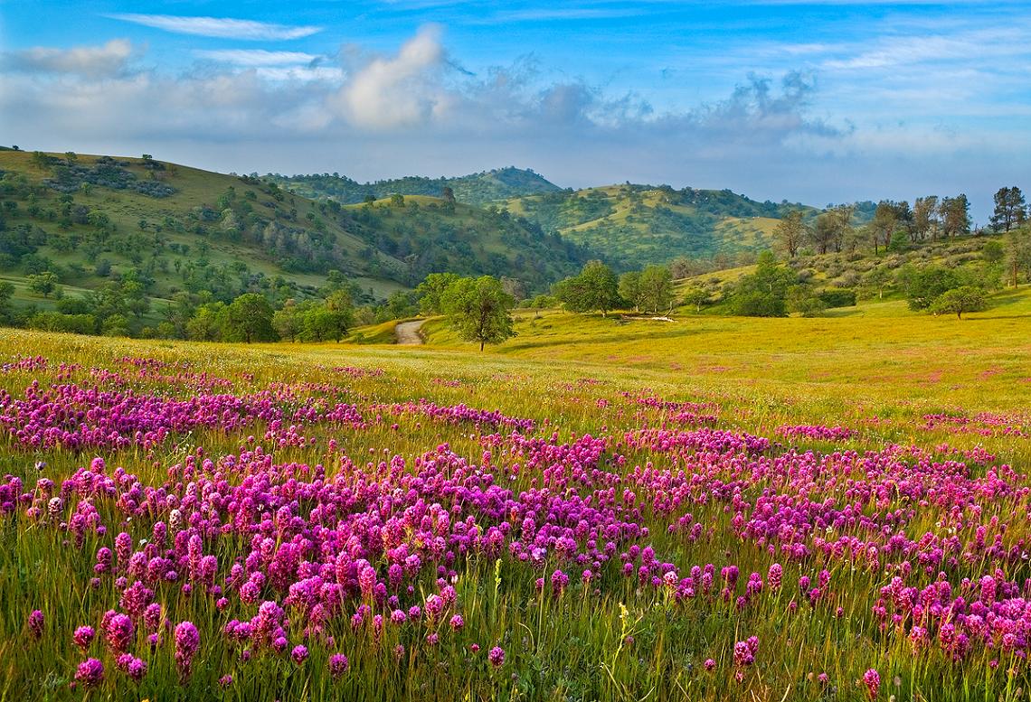 SCENERIES World Informative & Entertaining Flower Fields