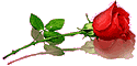 rosa%2520red%2520meu%2520cantinho%2520is