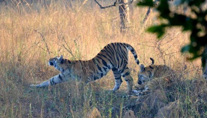 The wildlife india, Tiger, Bandhavgarh, Bandhavgarh national park,