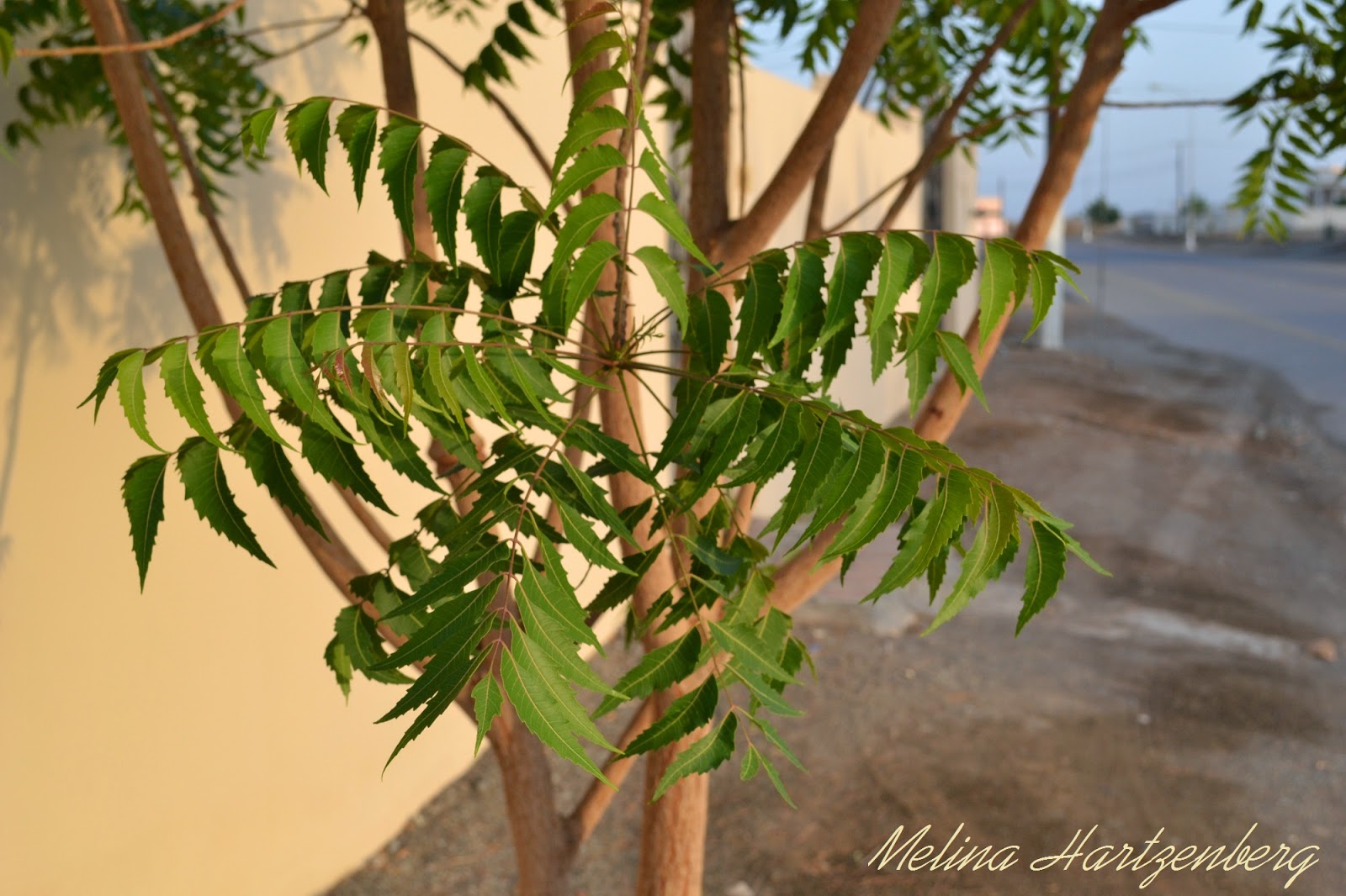 livingplantworld: May 2014