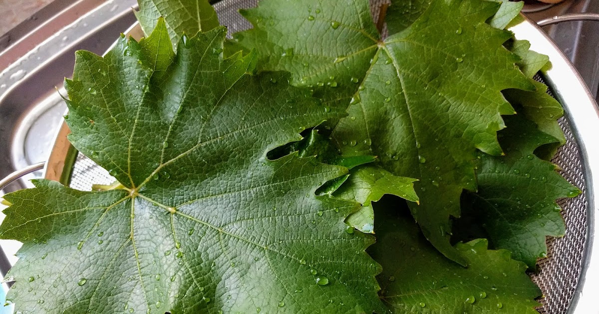 - Weinblätter einlegen