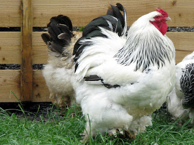 Information on brahma chicken  farming in nigeria