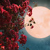 Έρχεται η "ροζ" υπερπανσέληνος, Tο πιο φωτεινό φεγγάρι της χρονιάς!