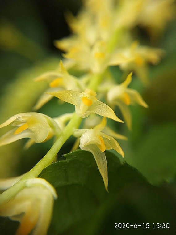 Bulbophyllum apodum